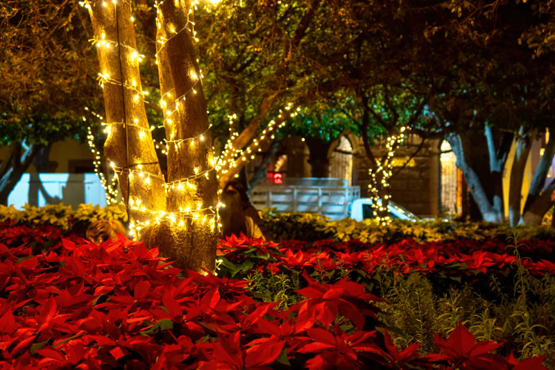 Christmas lights and flowers at night
